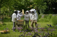 Api Families à Lille