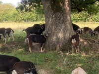 Opération de Ferme en Ferme à la Piloterie à Rivarennes