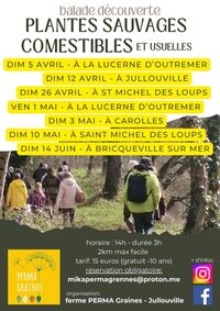 Balade plantes sauvages comestibles à Carolles