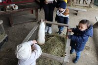 Mes 1ères bottes - Nourrissage des animaux de la ferme à Granville