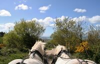 Balade attelée sur les hauteurs de Cherbourg à Digosville