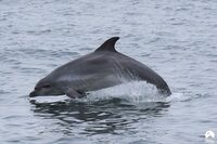 Expérience de Destination : J’observe la faune marine dans les archipels de Chau à Granville