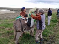 Chantier de nettoyage havre de Surville à La Haye-du-Puits