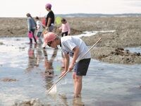 Initiation pêche à pied à Port-Bail-sur-Mer