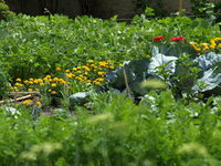 L'observation à Marsal