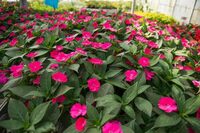 Floralies à Saint-Julien-de-Cassagnas