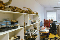 Rencontre Inrap - Des sépultures de chevaux devant Gergovie à Clermont-Ferrand