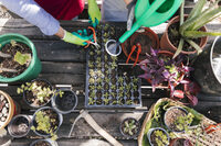 Mon jardin en été: association de plantes compagnes et semis de saison à Bordeaux