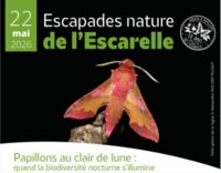Papillons au clair de lune : quand la biodiversité nocturne s’illumine à La Celle