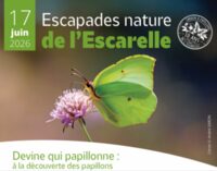 Devine qui papillonne : à la découverte des papillons à La Celle