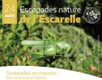 Sauterelles et criquets : des musiciens en herbes à La Celle
