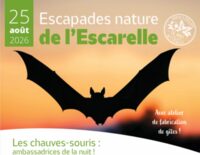 Les chauves-souris : ambassadrices de la nuit à La Celle
