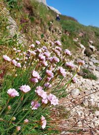 Balade plantes sauvages comestibles et dégustation à Kerscouarnec