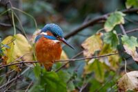 BAYEUX/14 : réunion GONm à Bayeux