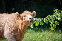 Aidons aux soins des animaux à Lille