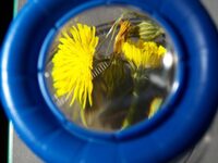 Rendez-Vous aux Jardins au Colibri Valence - Découverte de la Nature en Ville ! à Valence