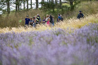 Randonnée familiale dans les champs de lavande du Vercors à Chamaloc