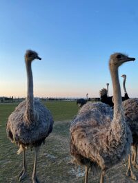 La ferme des autruches à Marsilly