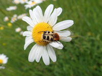Le petit peuple de l'Herbularium à Saint-Brisson