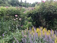 Visite du jardin des Clématites à Semur-en-Auxois