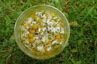 Atelier confection de baumes aux plantes à Saint-Brisson