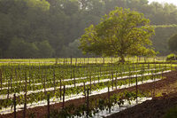 Atelier du piment à Espelette