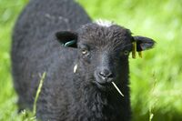 Tonte des moutons à Noyal-Châtillon-sur-Seiche