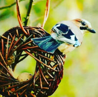 Atelier mangeoires mandala en osier à Saint-Brisson