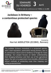 Jackdaws in Brittany – a contentious protected species à Rennes