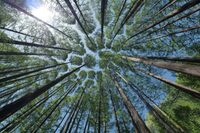 Présentation du film : Il était une forêt à Mane