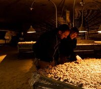 Visite Champignonnière du Saut aux Loups à Turquant