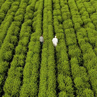 Caves de la Chartreuse à Voiron