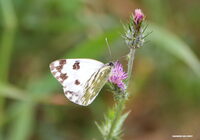 Sortie naturaliste Colinéo : à la découverte du cortège de papillons de jour pré à Marseille 13e