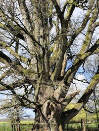 Visite libre du chêne de la Meslière à Longny-les-Villages
