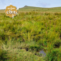 La flore du Limon - Cantal à Cheylade