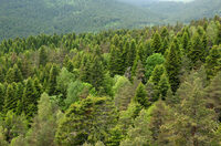 La biodiversité casadéenne à travers l'Histoire (Allègre, 43) à Allègre