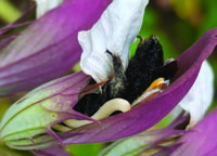 CONFERENCE - La vie amoureuse des plantes à Rennes