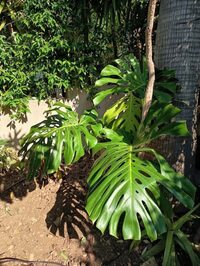 Visite du jardin à Péret