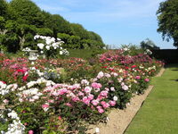 Visite guidée : promenade et conseils sur l'entretien des rosiers et découverte  à Ermenouville