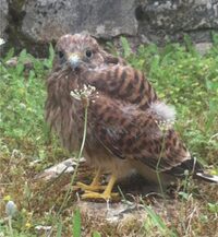 Nids de pâques au Château d’Assier à Assier