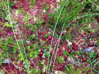 Printemps de la biodiversité - Chasse aux trésors dans la vallée des Beunes à Les Eyzies