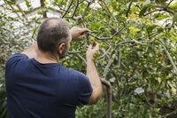 Sortie Nature : Taille en vert des fruitiers à La Crèche