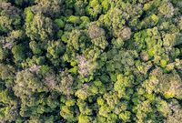 Sortie Nature : Gestion forestière durable illustrée à Soudan