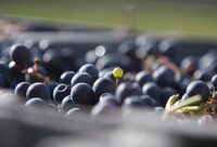 Balade dégustation  du domaine viticole Gutizia sur réservation à Saint-Étienne-de-Baïgorry