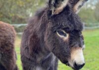 Portes ouvertes Fronsac - Canon Fronsac - la balade au pas de l'âne à La Rivière