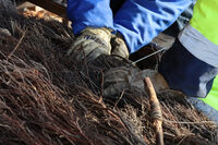 Chantier d’automne : La brande à Vouneuil-sur-Vienne