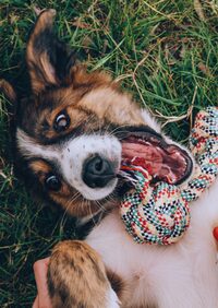 Cani'Colloc, 3ème édition à Cabanac-et-Villagrains