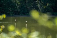 Observation des oiseaux d'eau à l'étang de la Pouge à Saint-Auvent