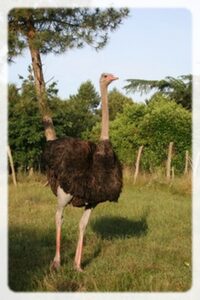 Projection du Film d’Alice GODART «Élever au grain » à La Roche-Chalais
