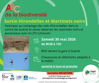ABC de la biodiversité : sortie hirondelles et martinets noirs à Guéret